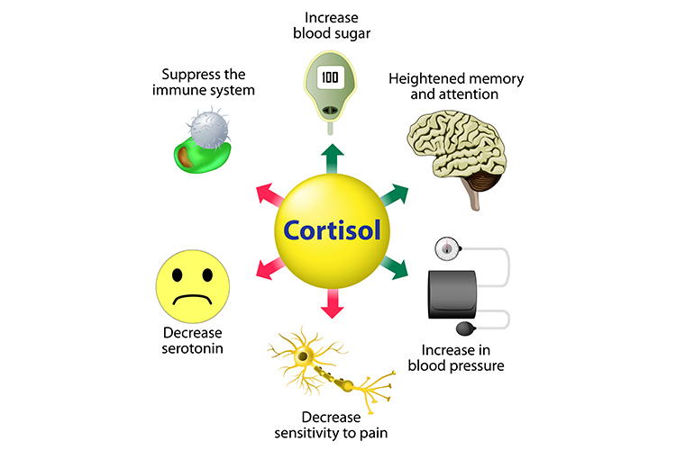How to lower cortisol aka the stress hormone. Check out my list of recommendations to reduce cortisol. Then indulge in my de-stressing dessert recipe.