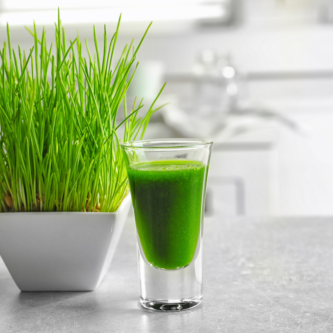 broccoli sprout shot glass